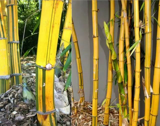 Untuk Mengobati Kolesterol dan Hepatitis,Berikut Khasiat Bambu Kuning