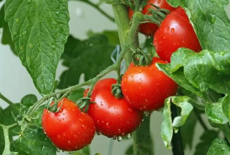Langkah Mudah Menanam Tomat di Musim Hujan