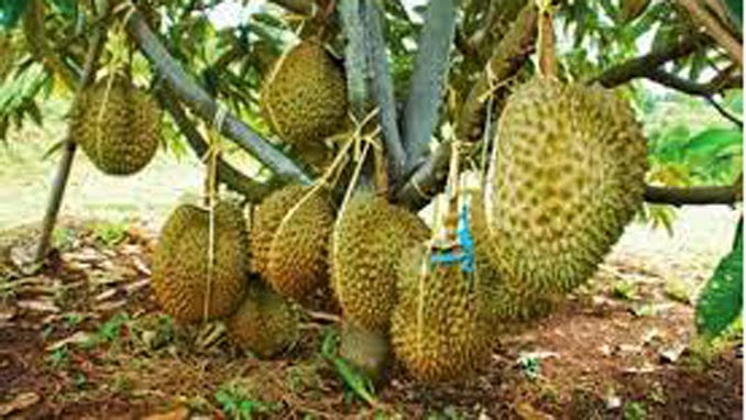 Bibit Durian Unggul yang Mudah Ditanam,Durian Musang King Kaki Tiga