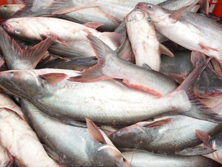 Ciri Ikan Segar Menurut KKP, Simak Pejelasannya!