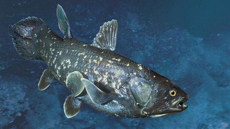 Ikan Langka Ditemukan Ilmuwan Hingga 100 Spesies Lebih