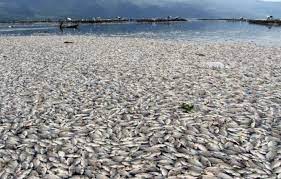 Kematian Massal 130 Ton Ikan di Danau Maninjau, Inilah Penyebabnya